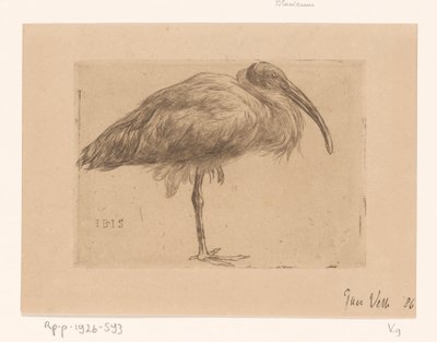 Ibis da Jan Veth (signed by artist)