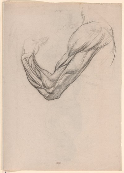 Studio anatomico dei muscoli di un braccio destro da Jan Veth