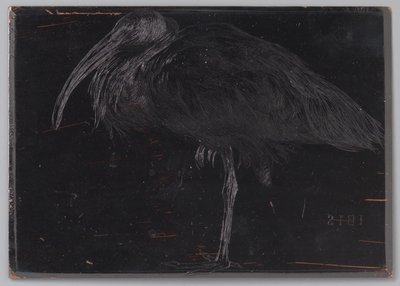 Ibis da Jan Veth