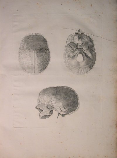 Albinus II, Tav. III, Osso cranico, illustrazione da 