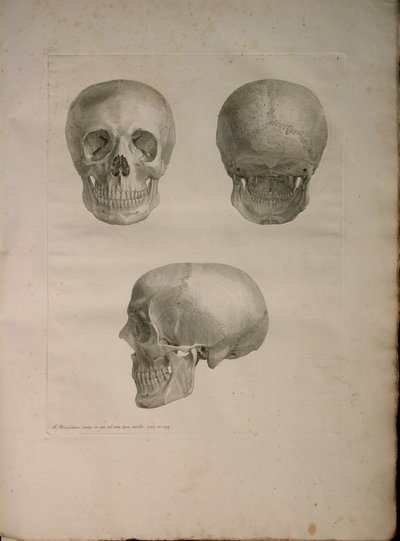 Albinus II, Pl. I, illustrazione da 