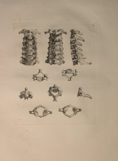 Albinus II, Pl. X: Vertebra cervicale, illustrazione da 