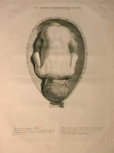 Albinus, Utero, Pl. III, illustrazione da 