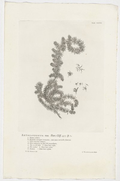 Anthospermum aethiopicum da Jan Wandelaar