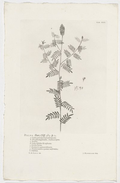 Dalea alopecuroides da Jan Wandelaar