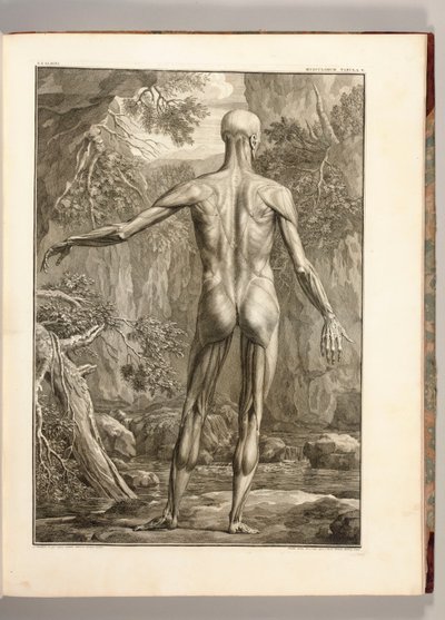 Incisione che raffigura i gruppi muscolari della schiena, 1747 da Jan Wandelaar