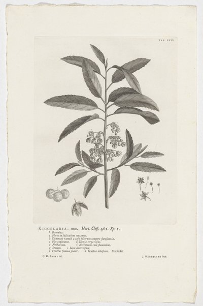 Kiggelaria africana da Jan Wandelaar