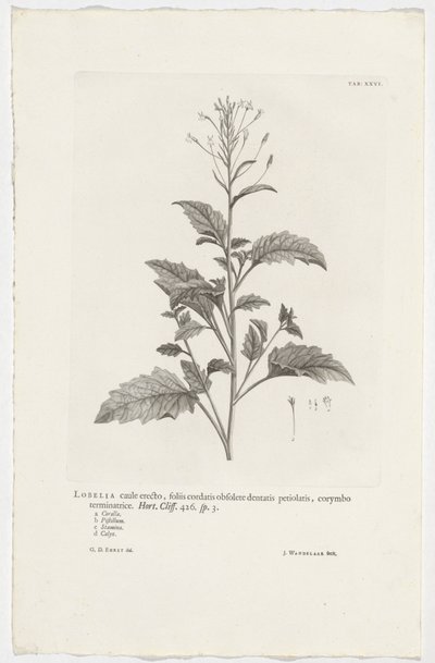 Lobelia cliffortiana da Jan Wandelaar