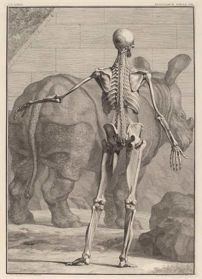 Tabula Musculorum VIII da Jan Wandelaar