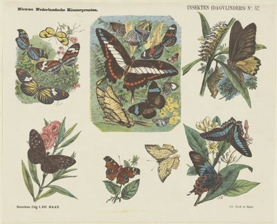 Insetti (farfalle diurne) da Jan de Haan