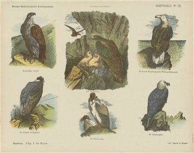 Uccelli rapaci da Jan de Haan