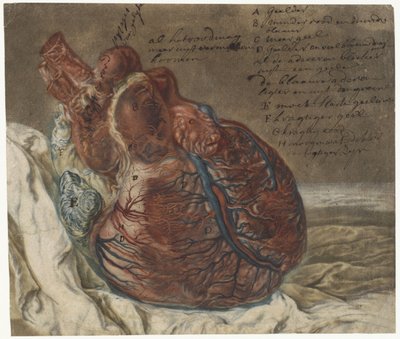 Stampe del cervello e del cuore da Jan l