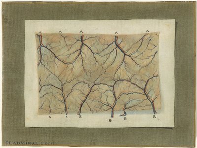 Studio anatomico del sistema vascolare da Jan l
