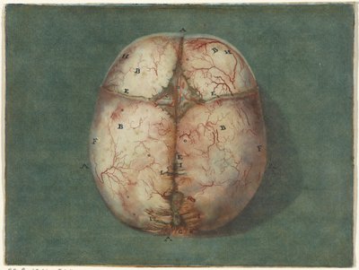 Stampe del cervello e del cuore da Jan l