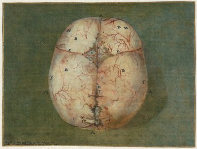 Stampe del cervello e del cuore da Jan l