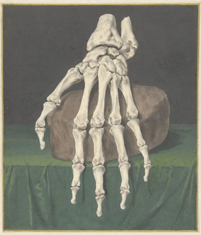 Scheletro di una mano da Jan l