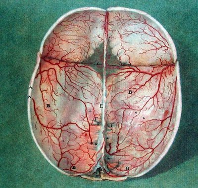 Il cervello, da 
