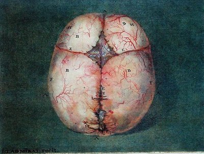 Il cervello, da 