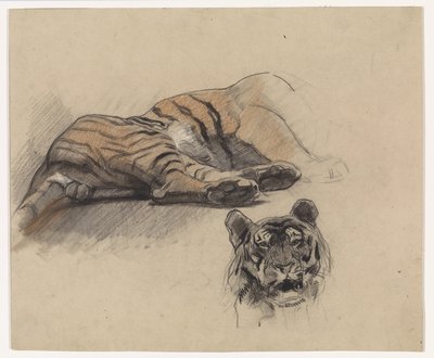 Tigre sdraiata e testa di una tigre da Jan van Essen