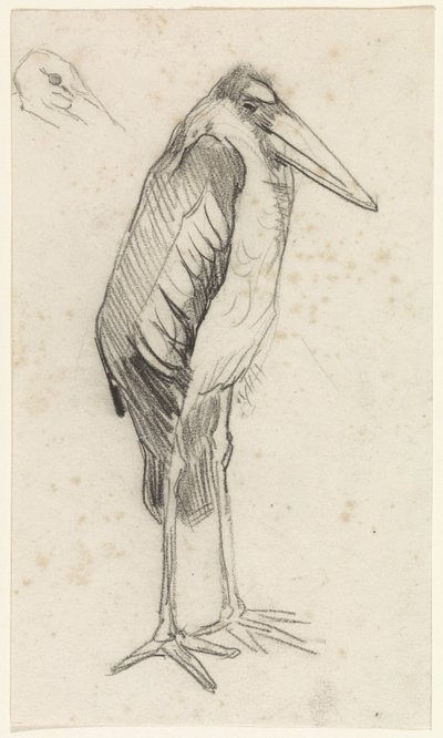 Marabù da Jan van Essen