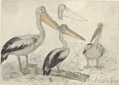 Pellicani nello Zoo di Artis da Jan van Essen