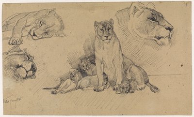 Foglio di studio con leoni e cuccioli da Jan van Essen