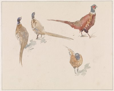 Quattro fagiani da Jan van Essen