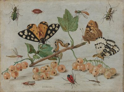 Insetti e frutta da Jan van Kessel (I)
