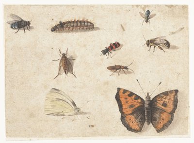 Foglio di studi di nove insetti da Jan van Kessel (I)