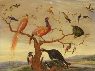Un concerto di uccelli da Jan van Kessel the Elder