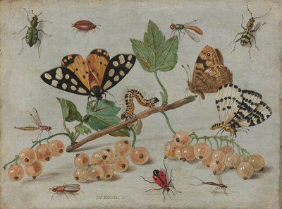 Insetti e frutta, c.1660-5 da Jan van Kessel the Elder