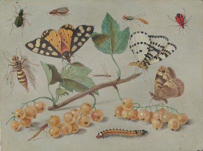 Studio di farfalle e insetti, c. 1655 da Jan van Kessel