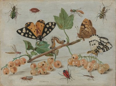 Insetti e frutti da Jan van Kessel the Elder