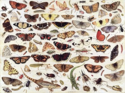 Studio di farfalle e altri insetti da Jan van Kessel the Elder