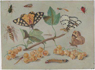 Studio di farfalla e insetti da Jan van Kessel the Elder