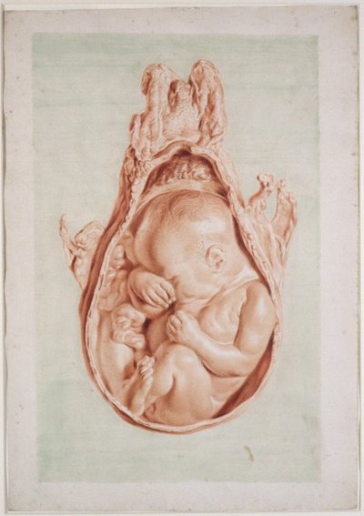 Ms Hunter 658 Tavola XII Disegno per 