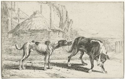 Cane maschio e femmina da Jan van den Hecke