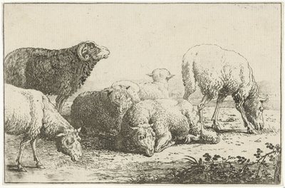 Pecore da Jan van den Hecke