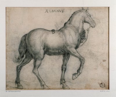 Studio per un cavallo. Disegno di Giovanni Stradano da Jan van der Straet