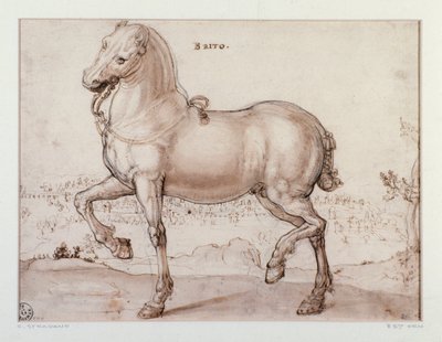 Studio per un cavallo Disegno di Giovanni Stradano da Jan van der Straet