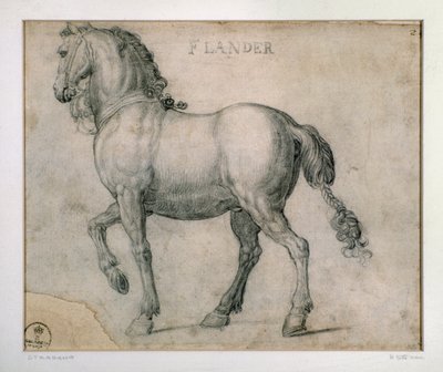 Studio per un cavallo delle Fiandre. Disegno di Giovanni Stradano da Jan van der Straet