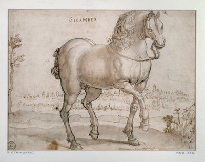 Studio per un cavallo sicamber disegno di Giovanni Stradano (Jan van der Straet) da Jan van der Straet