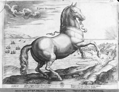 Equus Hispanus da Jan van der Straet