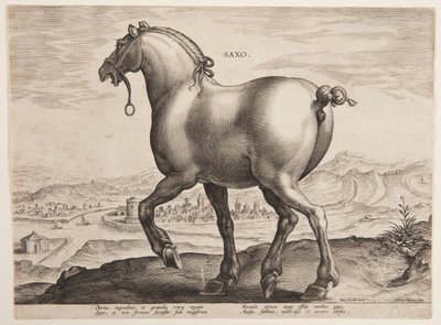 Un cavallo sassone, dal primo set di "Equile Joannis Austriaci" da Jan van der Straet, called Stradanus