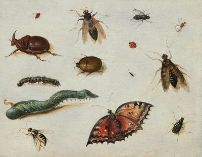 Insetti da Jan van the Elder Kessel