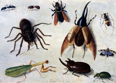Insetti da Jan van the Elder Kessel