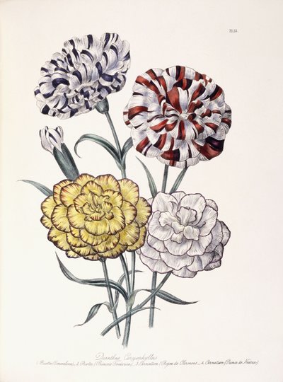 Varietà di Garofani da Jane Loudon