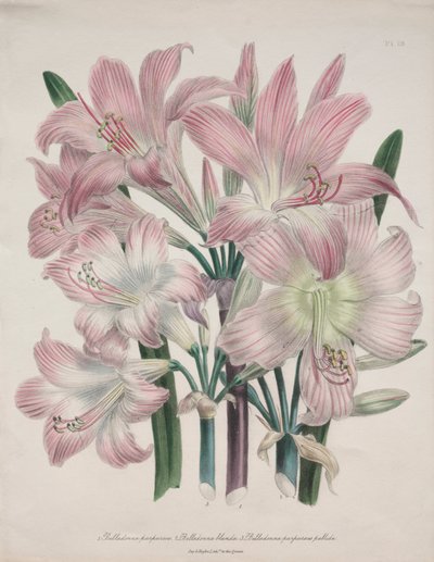 Giglio Belladonna: Amaryllis belladonna da Jane Loudon
