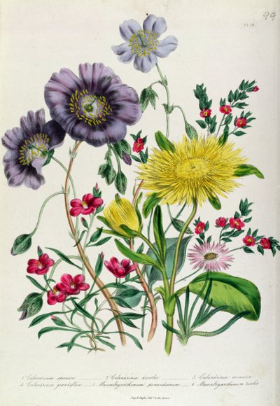 Calandrinia, tavola 18 da 