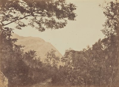 Acacia, Como da Jane Martha St. John